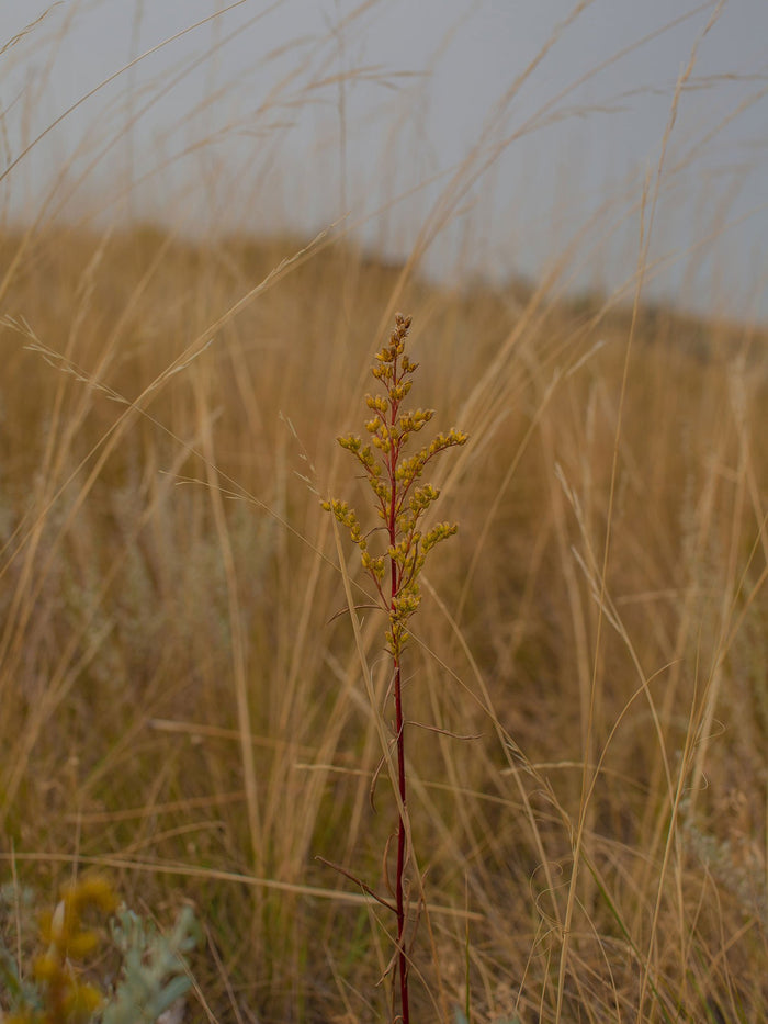 How to Create Extremely Shallow Depth of Field With an ND2-32