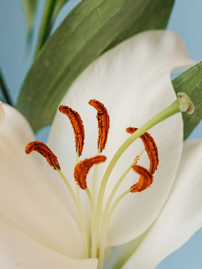 How Lens Adapters Can Turn Vintage Lenses Into Macro Powerhouses